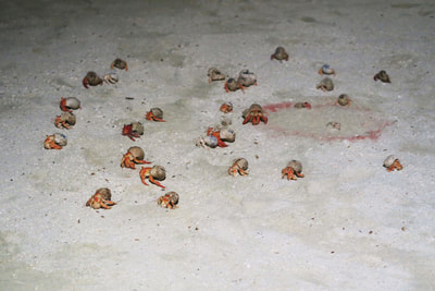 Atmosphere Kanifushi, Maldives crab race activity